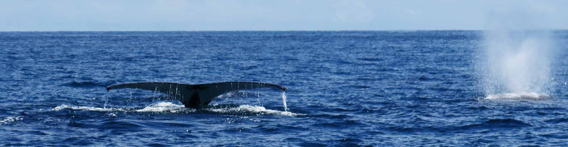 Manta Diving - Biologia marina - Balene
