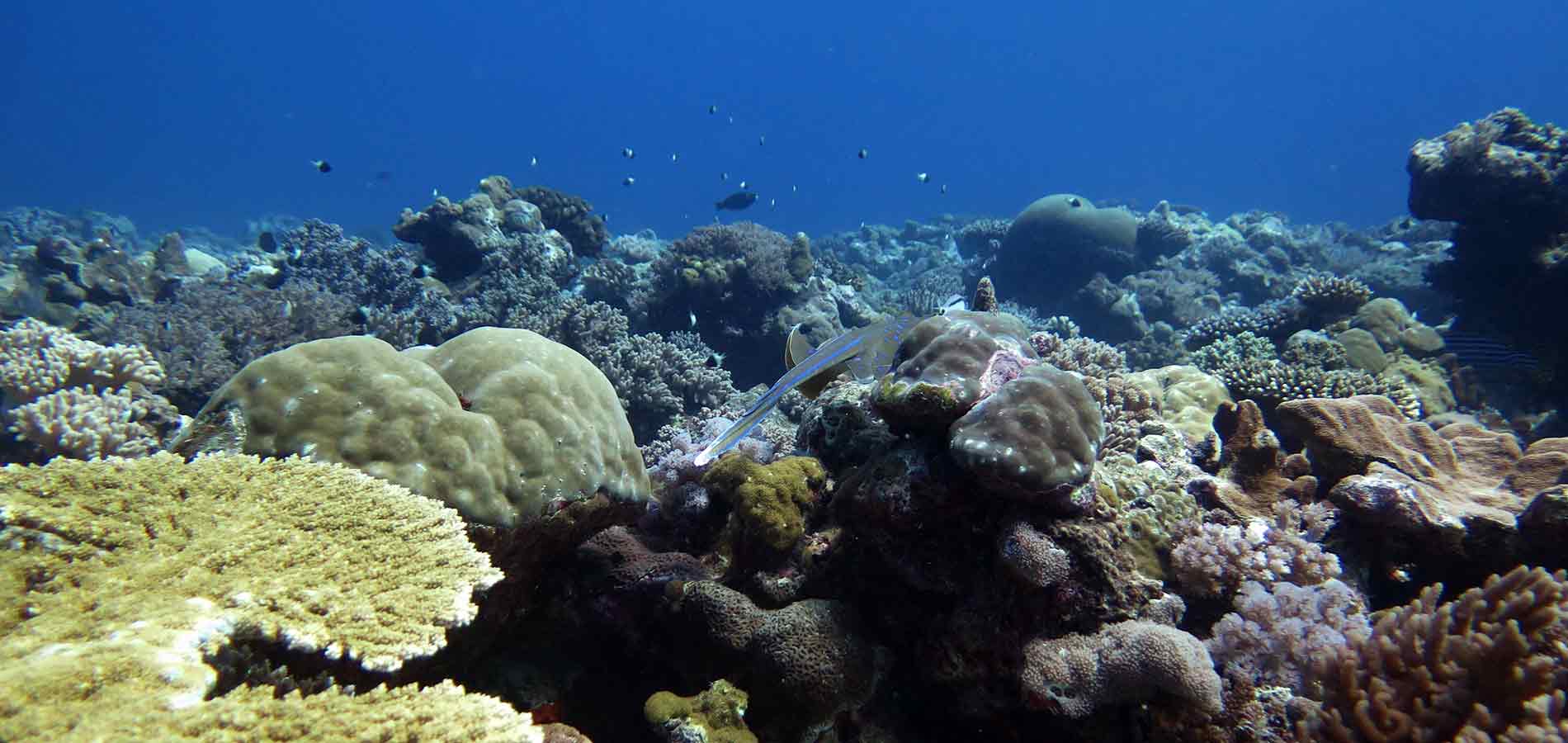Manta Diving Nosy Be - Snorkeling
